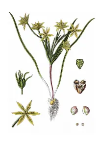 Yellow field star-of-Bethlehem (Gagea arvensis)