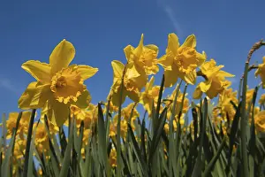 Yellow field full with trumpet daffodils in spring