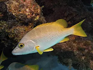Yellow fish, schoolmaster snapper (Lutjanus apodus)