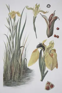 Yellow flag (Iris pseudacorus)
