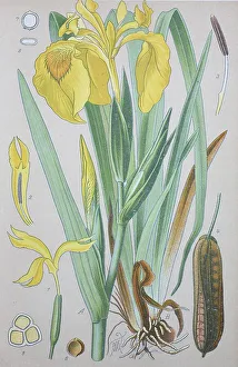 Yellow flag (Iris pseudacorus)