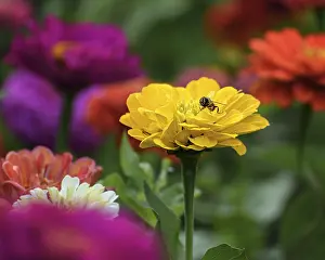 Yellow flower with a bee on the lawn