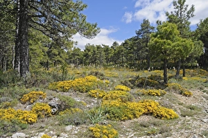 Yellow flowers in bloom, moss, forest ground