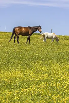 Yellow flowers, blooming spring meadow with horses