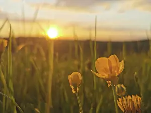 Yellow flowers in a meadow in the warm light of a sunset