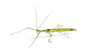 Yellow Flying Stick, Necroscia annulipes