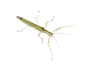 Yellow Flying Stick, Necroscia annulipes