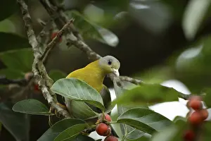 Yellow-footed green pigeon (Treron phoenicopterus) in a banyan tree