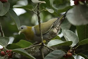 Yellow-footed green pigeon (Treron phoenicopterus) in a banyan tree