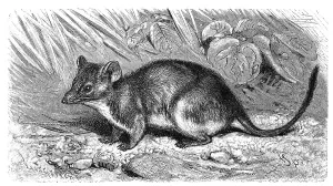 Yellow-footed Pouched-Mouse, Phascologale flavipes