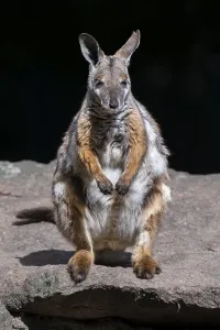 Yellow-footed rock kangaroo (Petrogale xanthopus)