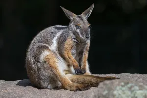 Yellow-footed rock kangaroo (Petrogale xanthopus)
