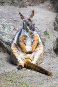 Yellow-footed rock kangaroo (Petrogale xanthopus)