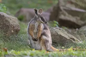 One yellow-footed rock-wallaby (Petrogale xanthopus)