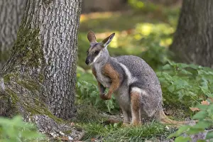 One yellow-footed rock-wallaby (Petrogale xanthopus)