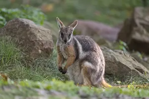 One yellow-footed rock-wallaby (Petrogale xanthopus)