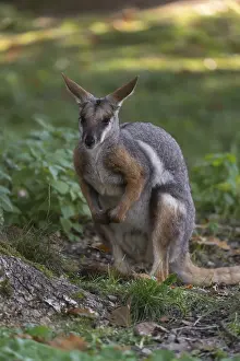 One yellow-footed rock-wallaby (Petrogale xanthopus)
