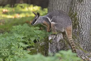 One yellow-footed rock-wallaby (Petrogale xanthopus)