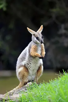 Yellow-footed rock-wallaby (Petrogale xanthopus)