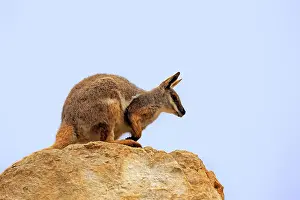 Yellow-footed Rock Wallaby (Petrogale xanthopus)