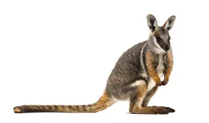 Yellow-footed rock-wallaby, Petrogale xanthopus