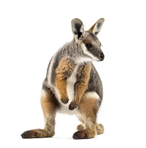 Yellow-footed rock-wallaby, Petrogale xanthopus