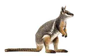 Yellow-footed rock-wallaby, Petrogale xanthopus