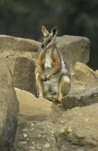 Yellow-footed Rock Wallaby (Petrogale xanthopus) sitting on rock