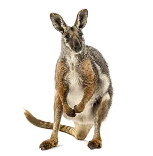Yellow-footed rock-wallaby standing