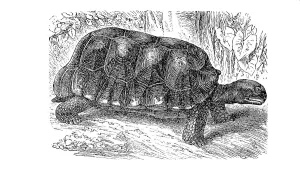 Yellow-footed tortoise (Chelonoidis denticulatus)