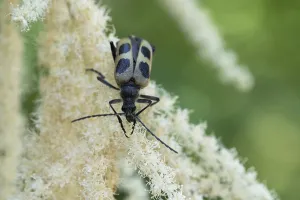 Yellow four-spotted goat (Pachyta quadrimaculata)