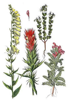 Yellow foxglove, Digitalis lutea (left)