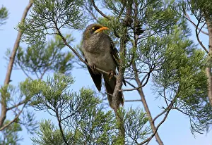 Yellow-fronted Miner, Yellow-fronted Miner