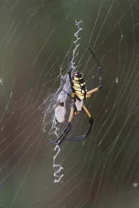 Yellow Garden Spider (Argiope aurantia)