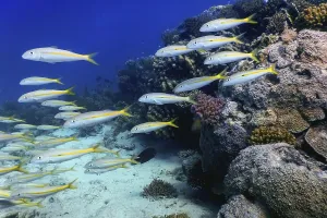 Yellow goatfish (Mulloidichthys martinicus) Underwater