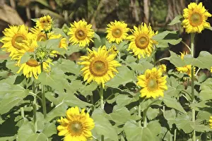 Category Historic EN Prints: Yellow and golden oil seed flower