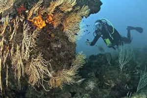 Yellow gorgonian (Eunicella cavolini)