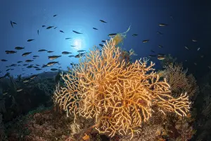 Yellow gorgonian, Eunicella cavolinii