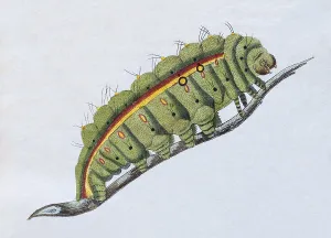 Yellow-green caterpillar, (Phalaena Bombyx Paphia)