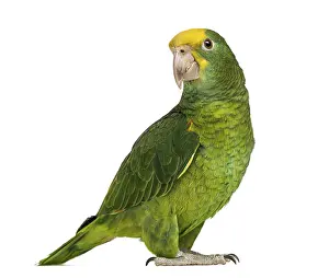Yellow-headed Amazon (6 months old)