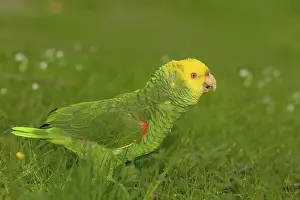 Yellow-headed Amazon (Amazona oratrix belizensis)