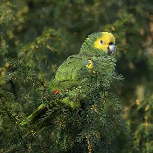 Yellow-headed Amazon (Amazona oratrix belizensis)