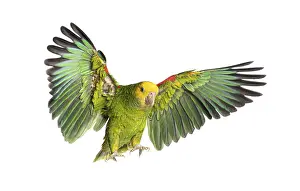 Yellow headed amazon parrot flying with open wings on white background