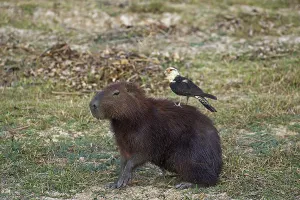 Yellow-headed caracara (milvago chimachima) and Capybara, hydrochoerus hydrochaeris, Los Lianos in Venezuela