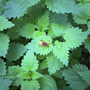 Yellow hornet insect on green leaves