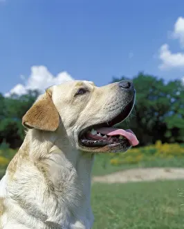 Yellow Labrador Retriever, Adult with Tongue out