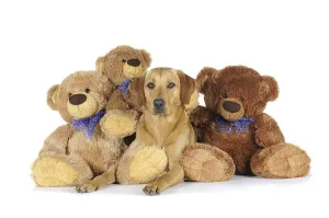 Yellow Labrador Retriever bitch lying between 3 teddy bears