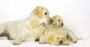 Yellow Labrador Retriever, Bitch and Puppies on White Background