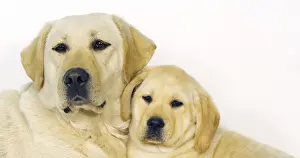 Yellow Labrador Retriever, Bitch and Puppy on White Background
