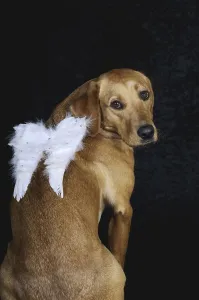 Yellow Labrador Retriever bitch sitting with angel wings